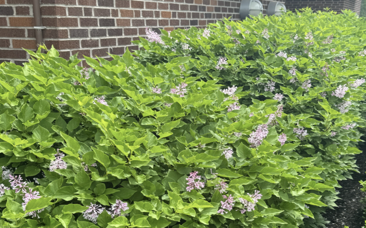  Purple flowers bloom outside of the gymnasium.
